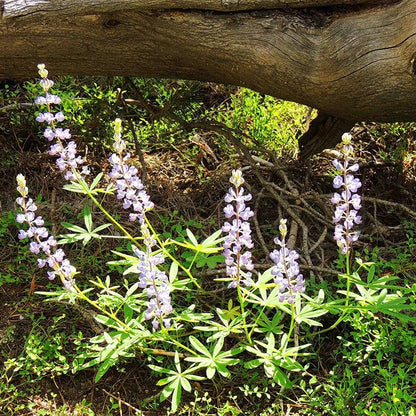 Wild Lupine