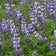 Arroyo Lupine Seeds|Arroyo Lupine, Lupinus succulentus
