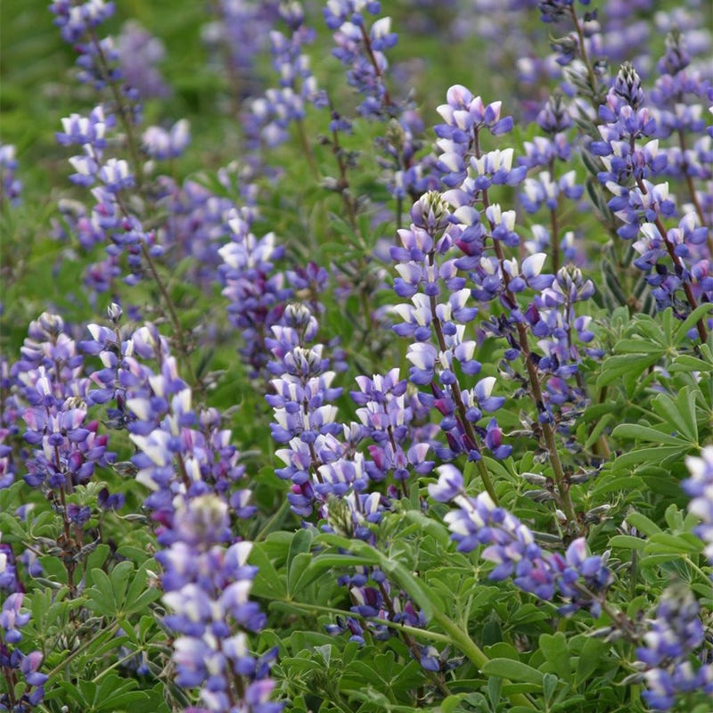 Lupine Seed Mix