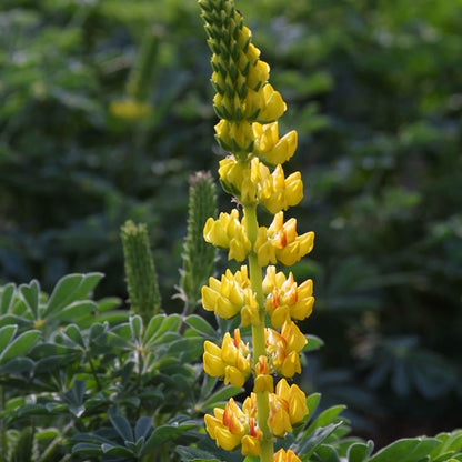 Golden Lupine Seeds