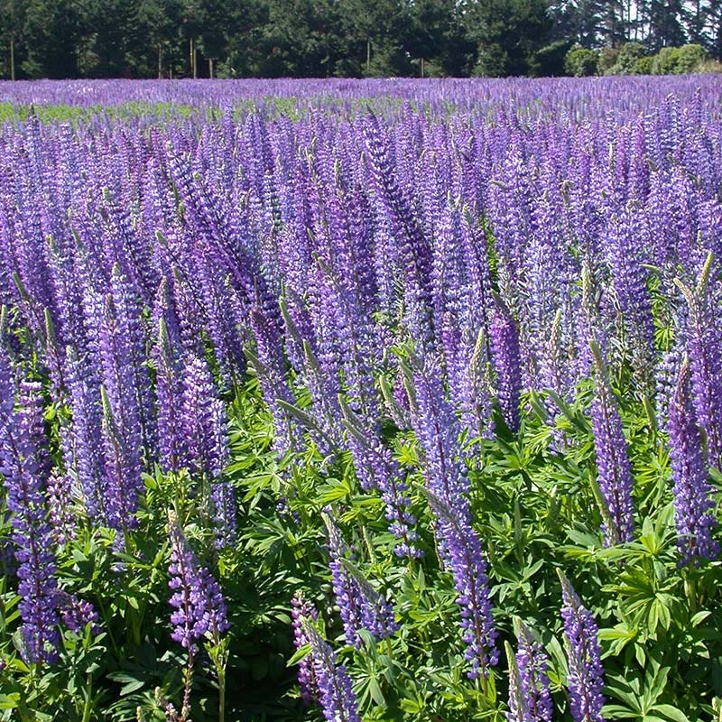 lupine wildflower seeds Perennial Lupine Seeds | Blue