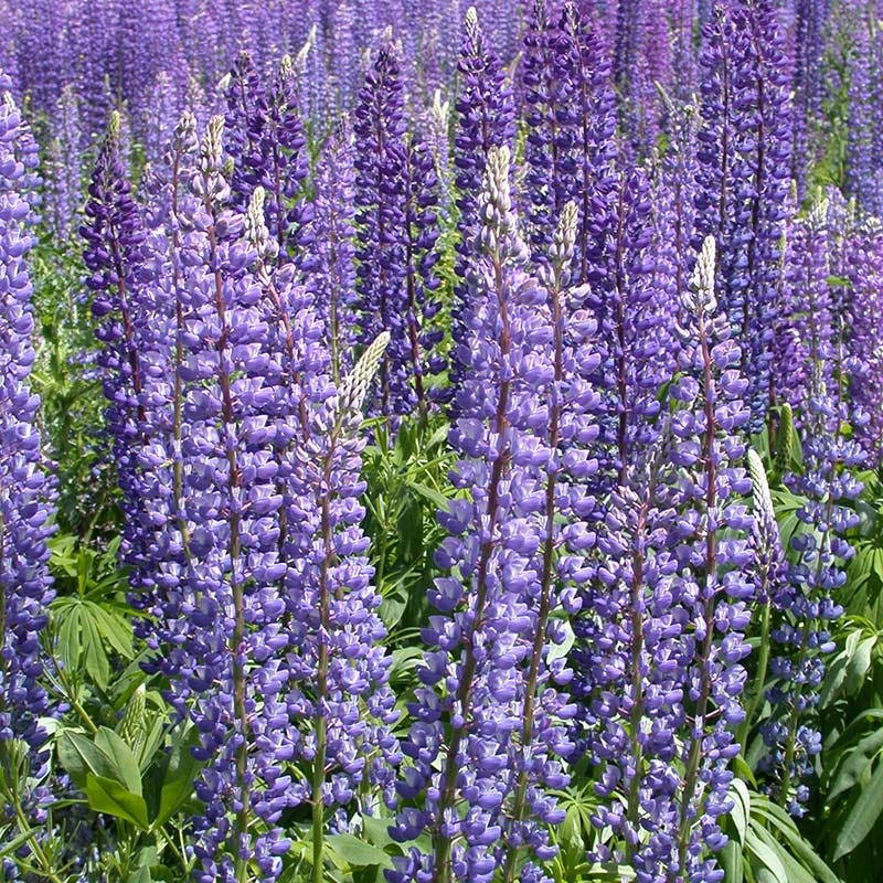 planting lupine seeds in maine Perennial Lupine Seeds, Lupinus perennis