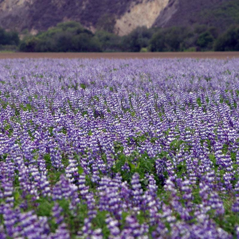 Arroyo Lupine Seeds