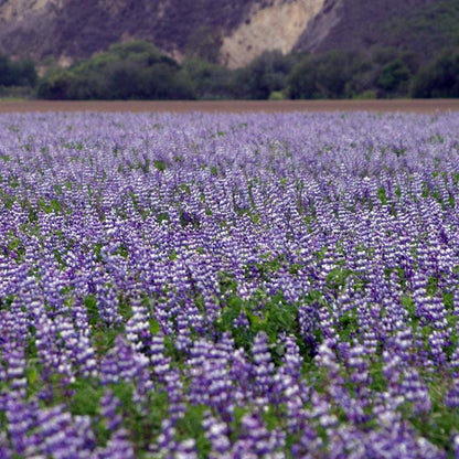 Arroyo Lupine Seeds