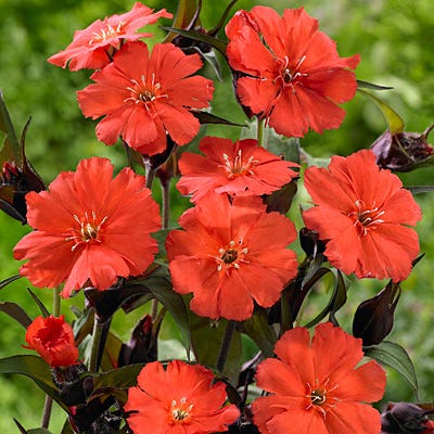 Lipstick Lychnis