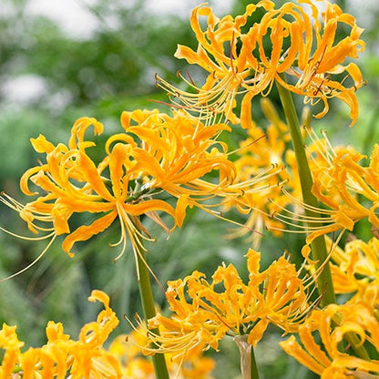 spider lily eyes Yellow Spider Lily, Lycoris aurea