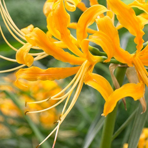 golden spider lily plant Yellow Spider Lily