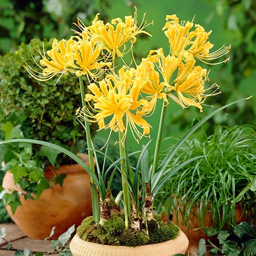 golden spider lily Yellow Spider Lily