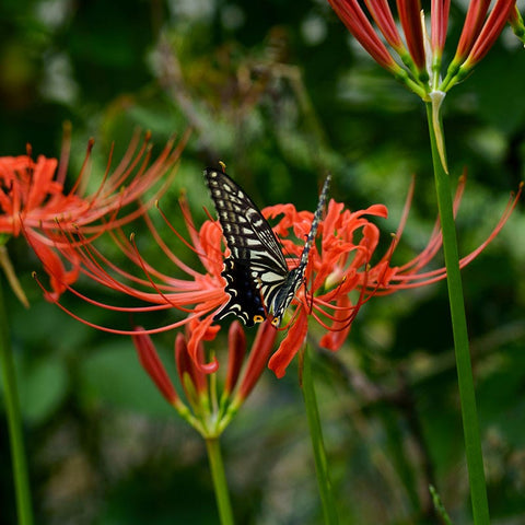 2902 spider lily Red Spider Lily, Lycoris radiata
