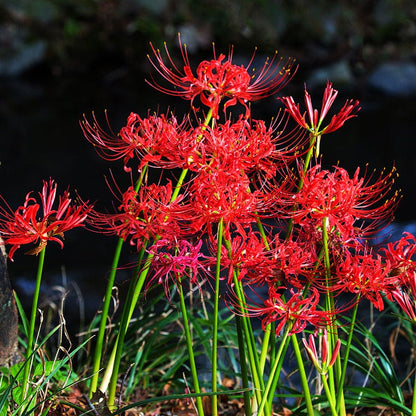 red spider lilys Red Spider Lily, Lycoris radiata