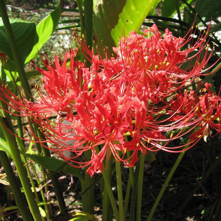 spider lily wikipedia Red Spider Lily, Lycoris radiata