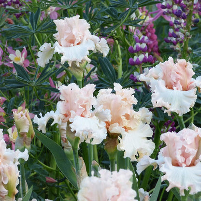 Magical Bearded Iris