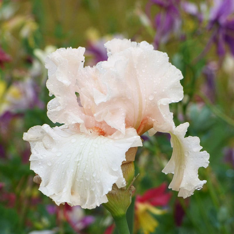 Full Of Magic Bearded Iris - Thumbnail 3