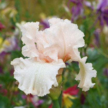 Magical Bearded Iris