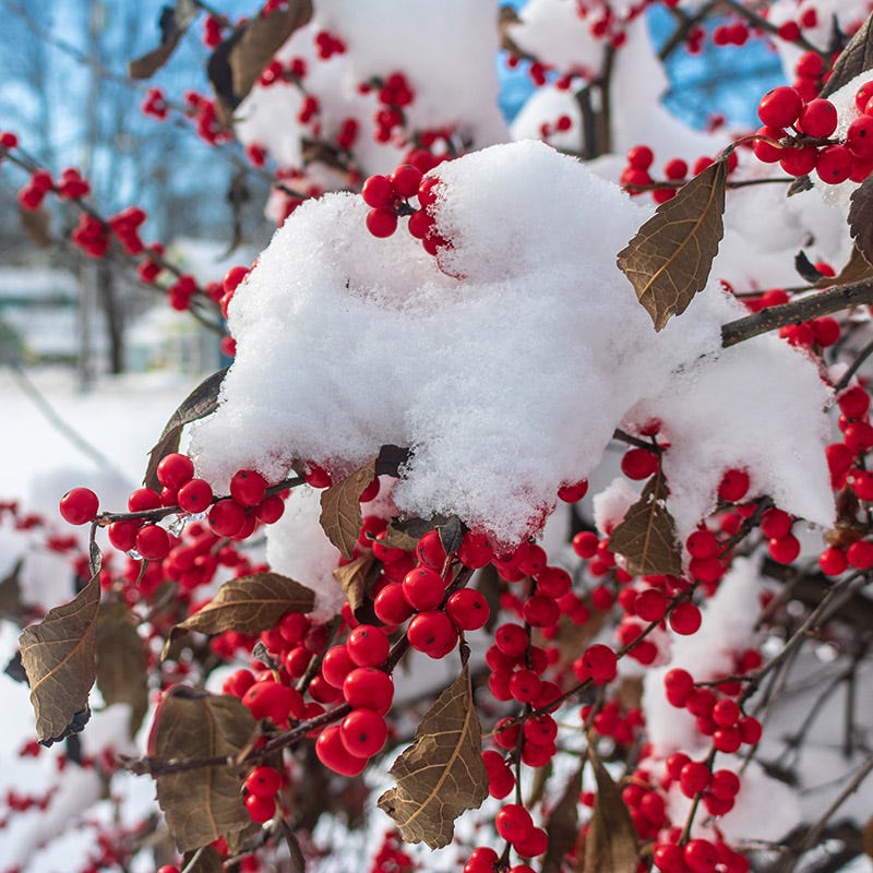 Magical® Berry Winterberry