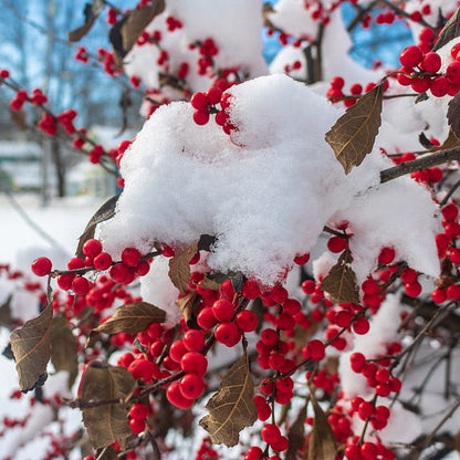 Magical® Berry Winterberry