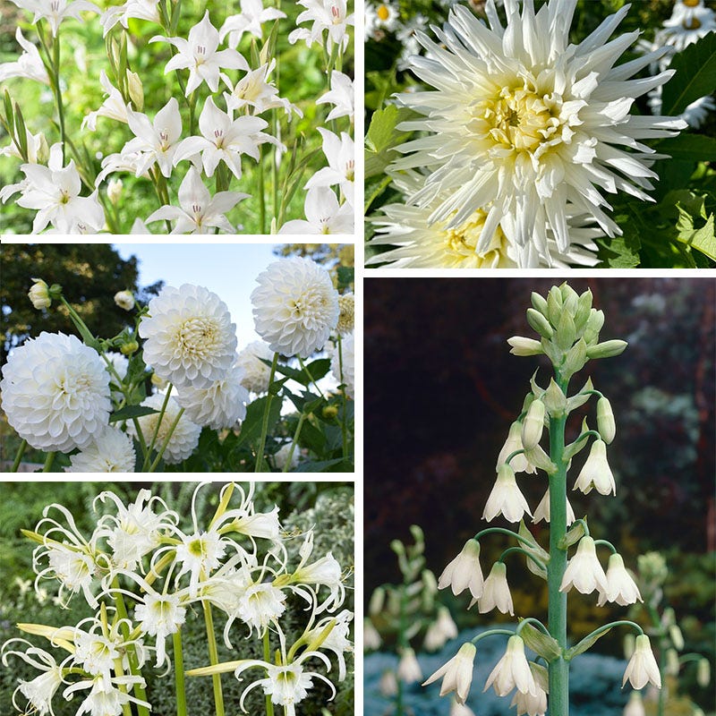 Magical Moonlight Bulb Collection