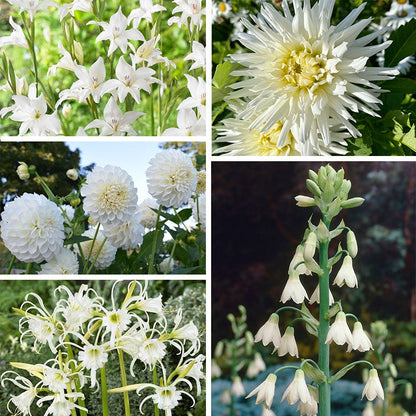 Magical Moonlight Bulb Collection