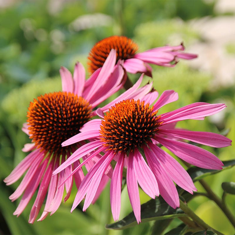 Magnus Echinacea