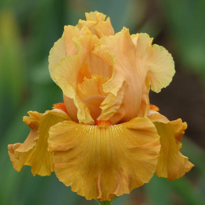 Mai Tai Join You Bearded Iris