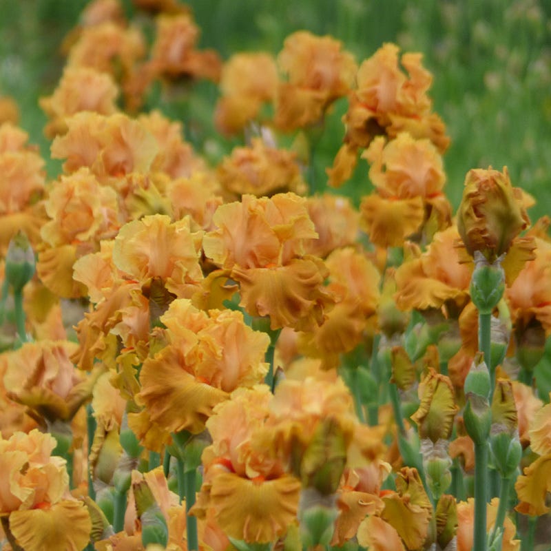 Mai Tai Join You Bearded Iris
