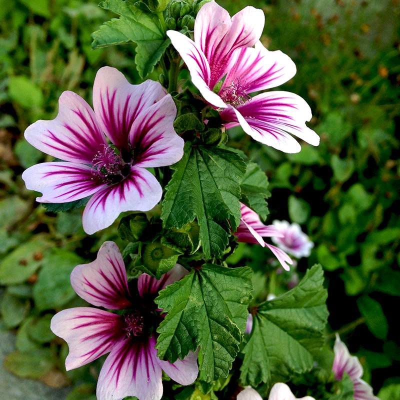Zebrina Mallow, Malva sylvestris | American Meadows