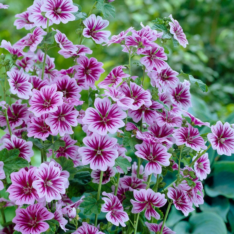 Zebrina Mallow