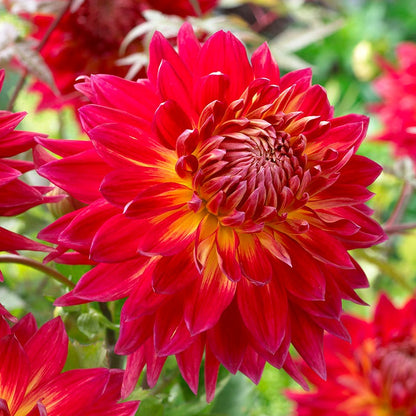 Strawberry Rhubarb Dahlia Collection