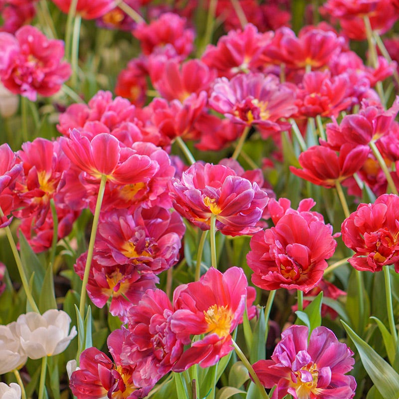 Margarita Double Early Tulip