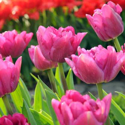 Margarita Double Early Tulip