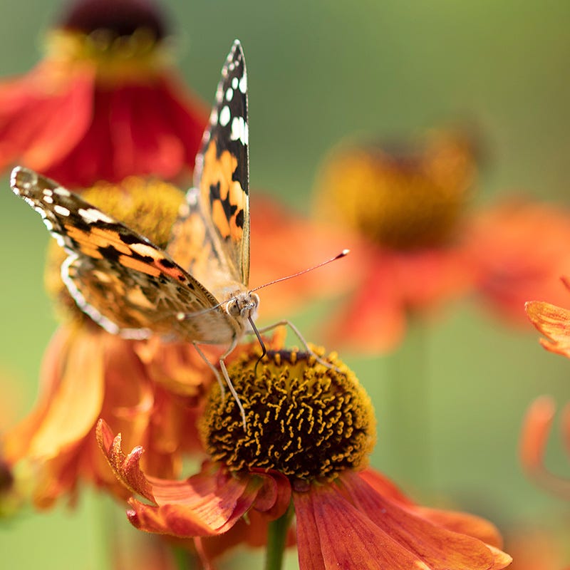 Mariachi™ Salsa Helenium