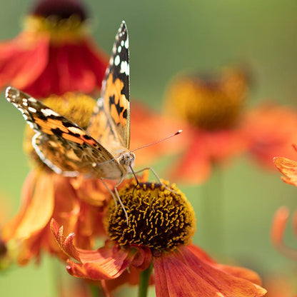 Mariachi™ Salsa Helenium