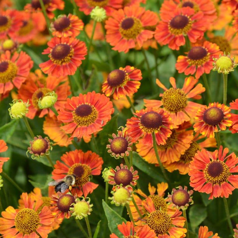 Mariachi Salsa Helenium, Sneezeweed | American Meadows