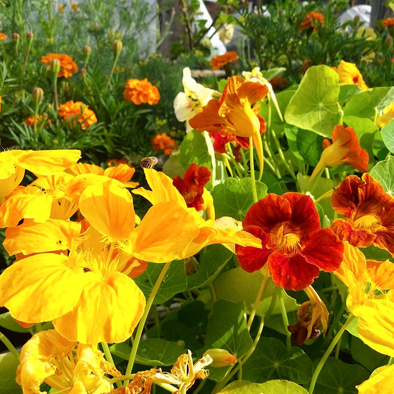 Beneficial Bounty Seed Collection