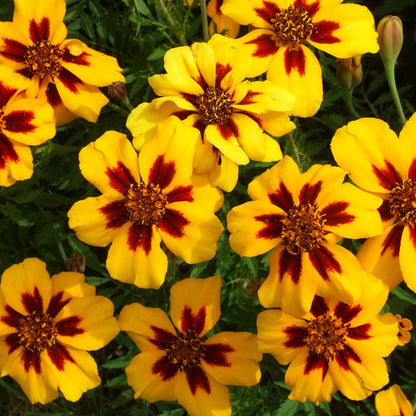 Naughty Marietta Marigold Seeds
