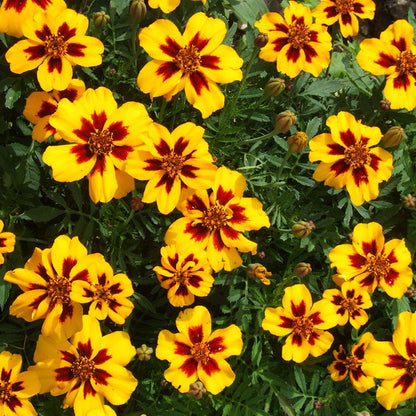 Naughty Marietta Marigold Seeds