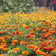 Sparky Marigold Seed Mix|Marigold Seeds Sparky Mix