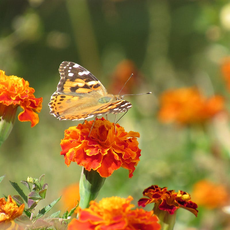 american seed marigold Marigold Seeds Sparky Mix Tagetes patula