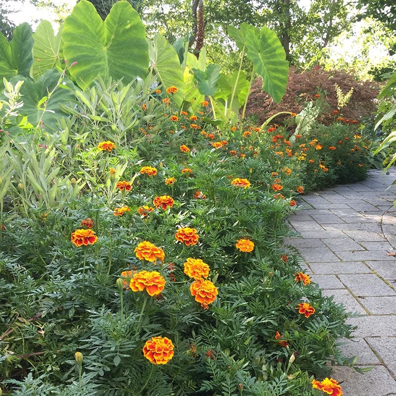 american seed marigold Marigold Seeds Sparky Mix Tagetes patula