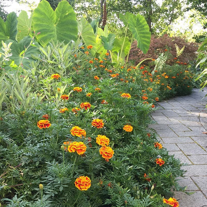 Sparky Marigold Seed Mix