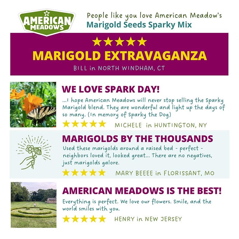 best marigold seeds company Marigold Seeds Sparky Mix Tagetes patula