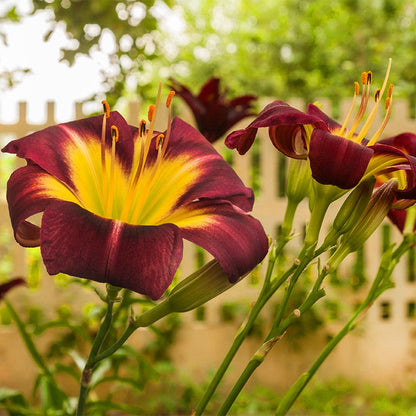 Night Beacon Reblooming Daylily