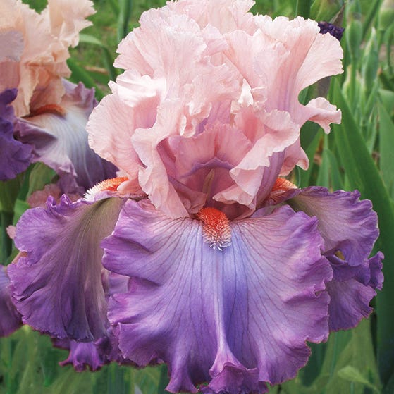 Marrying Kind Bearded Iris