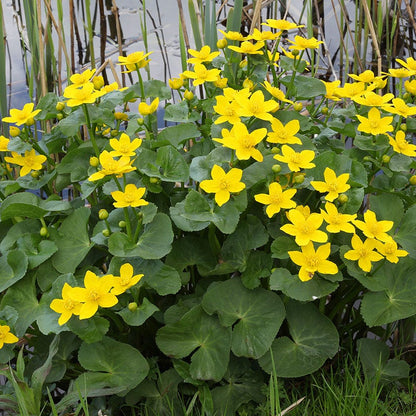 Marsh Marigold Seeds