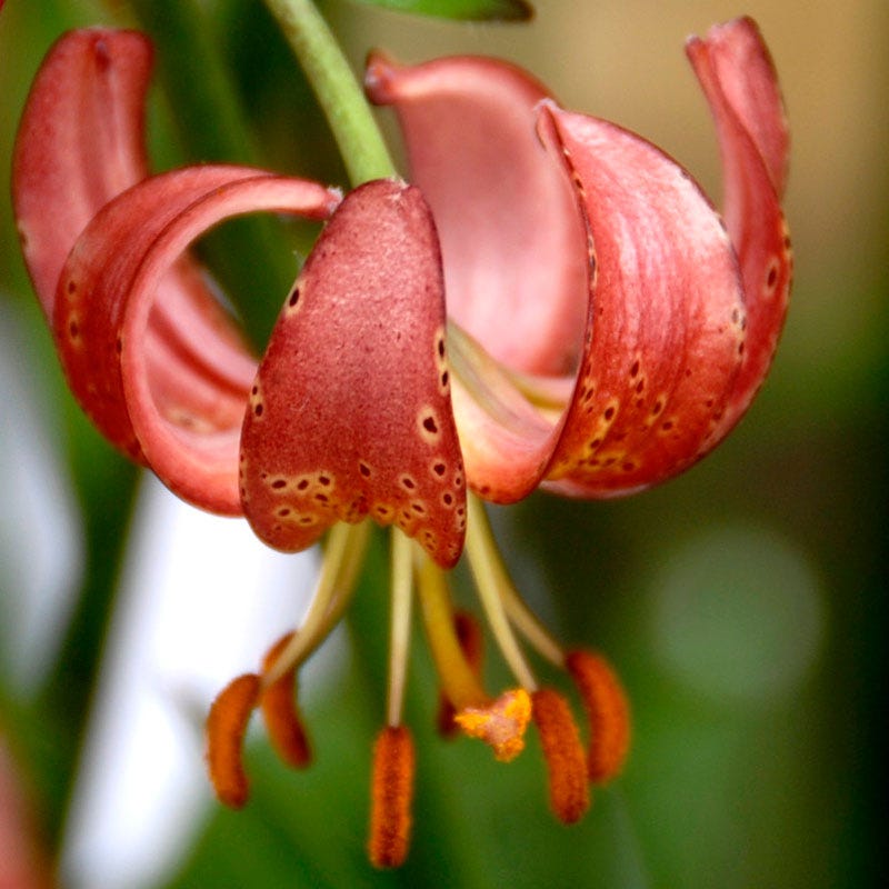 Manitoba Morning Martagon Lily