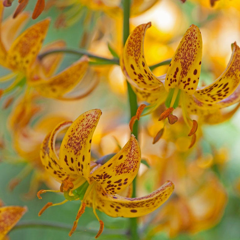 Sunny Morning Martagon Lily, Lilium | American Meadows