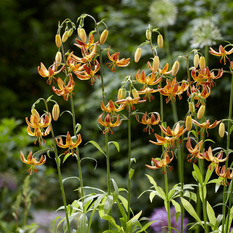 morning star lily flower Sunny Morning Martagon Lily, Lilium
