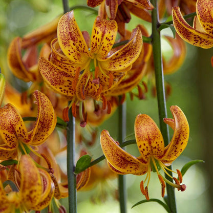 Sunny Morning Martagon Lily