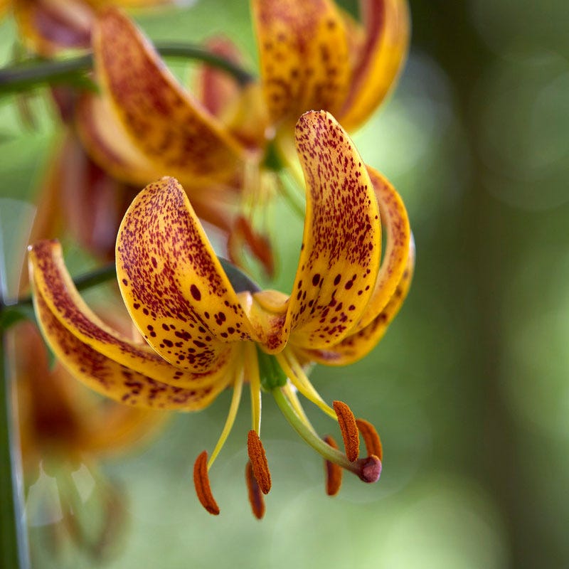Sunny Morning Martagon Lily