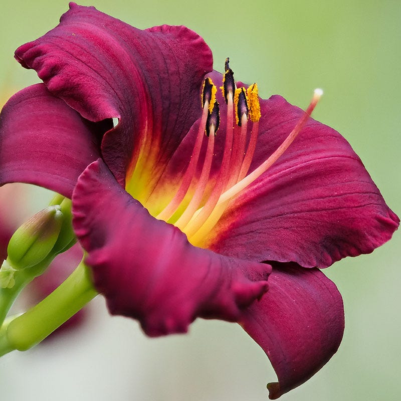 Mary Reed Daylily